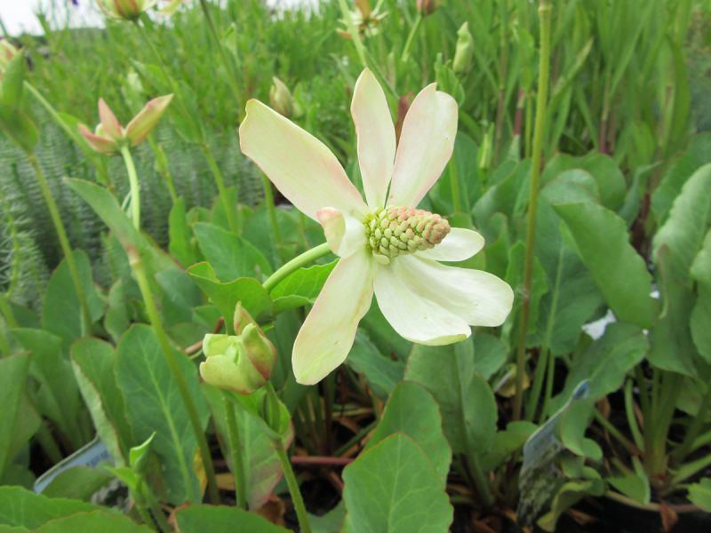 Scheinanemone - Anemopsis californica